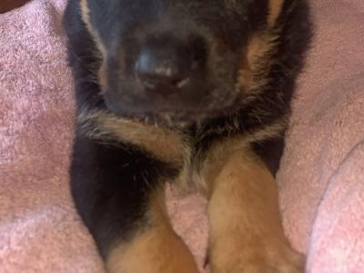 2 large German Shepherd x Akita x Rottweiler puppies in Offaly