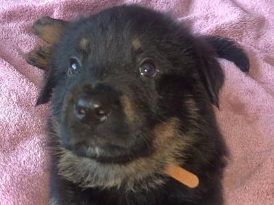 2 large German Shepherd x Akita x Rottweiler puppies in Offaly