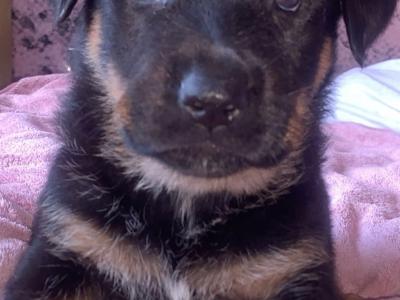 2 large German Shepherd x Akita x Rottweiler puppies in Offaly