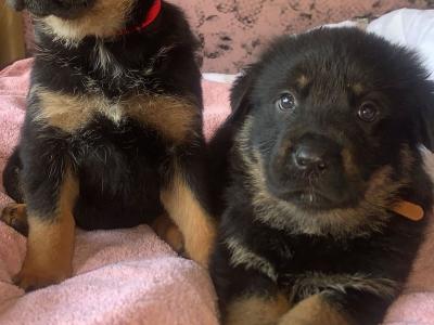 2 large German Shepherd x Akita x Rottweiler puppies in Offaly