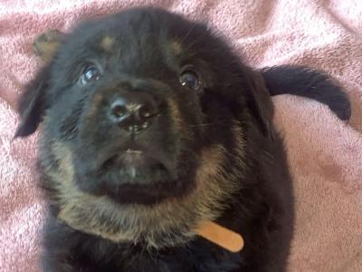 2 large German Shepherd x Akita x Rottweiler puppies in Offaly