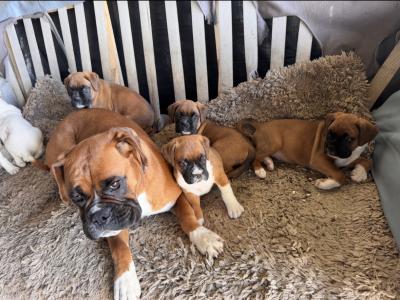 ONE FEMALE LEFT - IKC Registered Boxer puppies in Cork