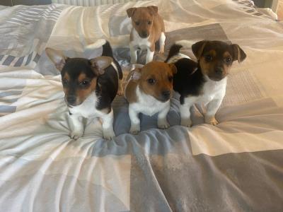 Female Jack Russel pup for sale