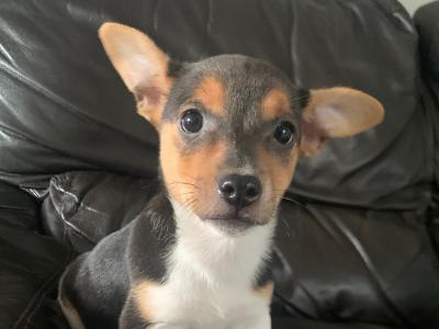 Female Jack Russel pup for sale