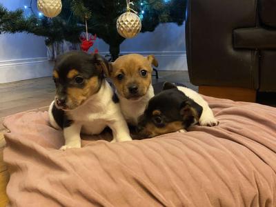 Female Jack Russel pup for sale