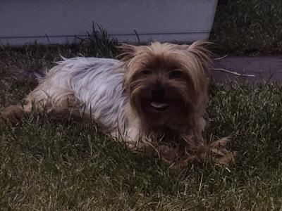 Yorkiechon (Bichon Frise x Yorkshire Terrier) puppies in Tipperary