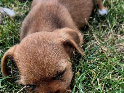 Yorkiechon (Bichon Frise x Yorkshire Terrier) puppies in Tipperary