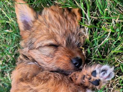 Yorkiechon (Bichon Frise x Yorkshire Terrier) puppies in Tipperary