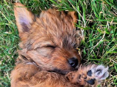 Yorkiechon puppies (Yorkshire Terrier x Bichon Frise) in Tipperary