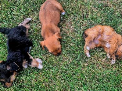 Yorkiechon (Bichon Frise x Yorkshire Terrier) puppies in Tipperary