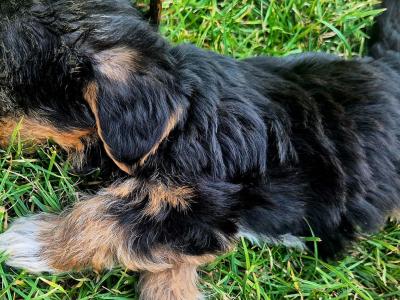 Yorkiechon (Bichon Frise x Yorkshire Terrier) puppies in Tipperary
