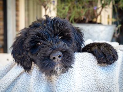 IKC Registered (pending) Pedigree Portuguese Water Dog puppies in Dublin