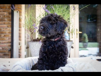 IKC Registered (pending) Pedigree Portuguese Water Dog puppies in Dublin