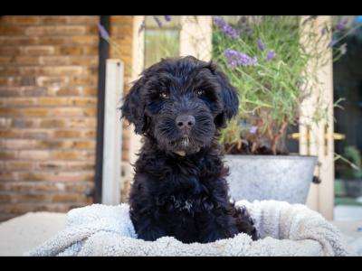 IKC Registered (pending) Pedigree Portuguese Water Dog puppies in Dublin
