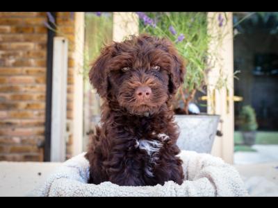 IKC Registered (pending) Pedigree Portuguese Water Dog puppies in Dublin