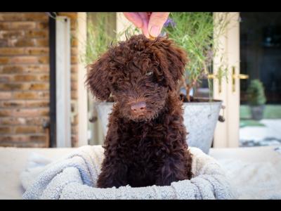 IKC Registered (pending) Pedigree Portuguese Water Dog puppies in Dublin