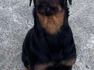 2 large German Shepherd x Akita x Rottweiler puppies in Offaly
