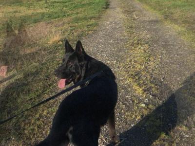 2 large German Shepherd x Akita x Rottweiler puppies in Offaly