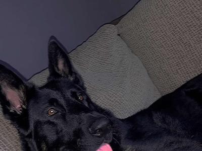 2 large German Shepherd x Akita x Rottweiler puppies in Offaly