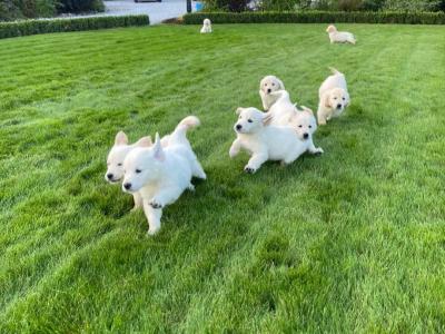 Gorgeous Golden Retriever puppies 🐶 in Carlow