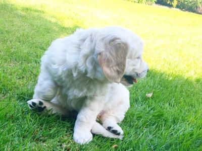Gorgeous Golden Retriever puppies 🐶 in Carlow