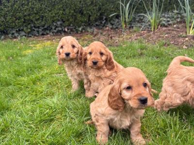 Gorgeous Cockapoo puppies in Carlow