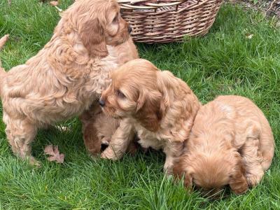 Gorgeous Cockapoo puppies in Carlow