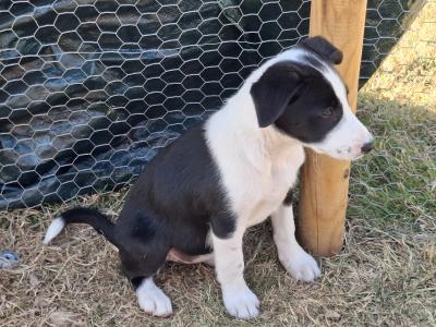 Friendly Border Collie puppies in South Kilkenny