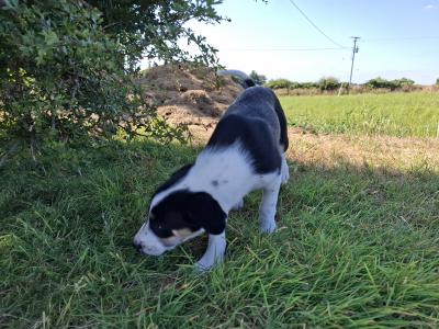 Friendly Border Collie puppies in South Kilkenny