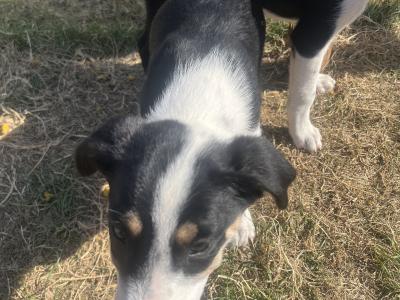 Friendly Border Collie puppies in South Kilkenny