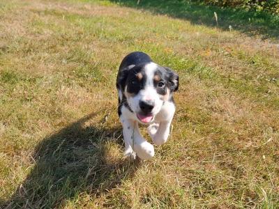 Friendly Border Collie puppies in South Kilkenny