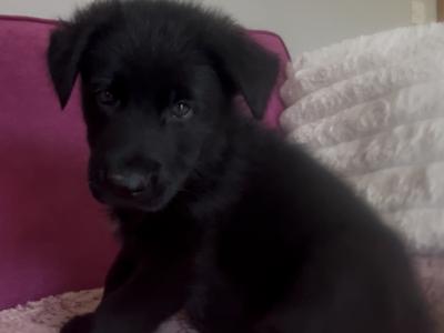 Current Best of Breed National Champion Elite German Shepherd puppies.Parents Hip Scored