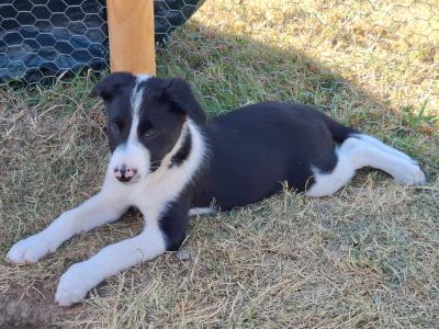 Friendly Border Collie puppies in South Kilkenny