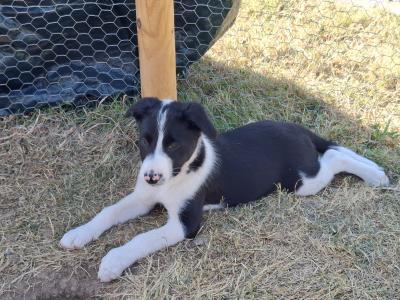 Friendly Border Collie puppies in South Kilkenny