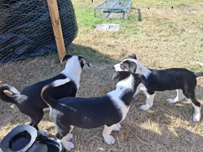 Friendly Border Collie puppies in South Kilkenny