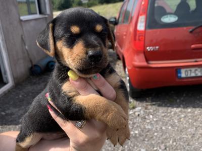 Beautiful Black and Tan Jack Russell