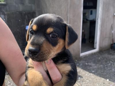 Beautiful Black and Tan Jack Russell