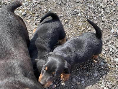 Beautiful Black and Tan Jack Russell