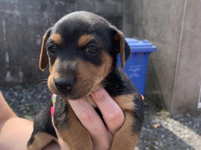 Beautiful Black and Tan Jack Russell