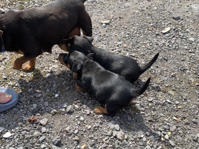 Beautiful Black and Tan Jack Russell
