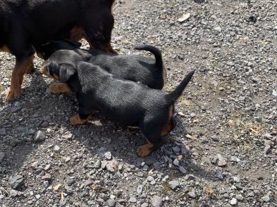 Beautiful Black and Tan Jack Russell