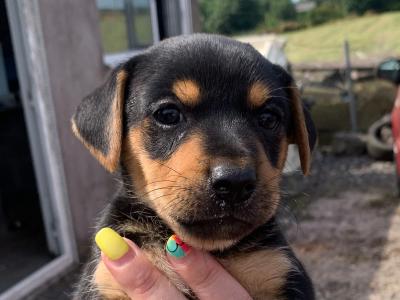 Beautiful Black and Tan Jack Russell puppies in Cork