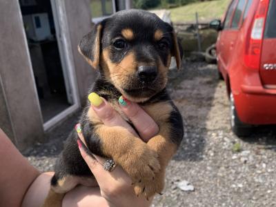 Beautiful Black and Tan Jack Russell