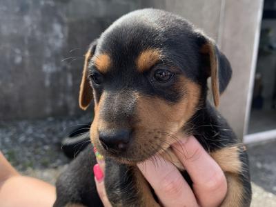 Beautiful Black and Tan Jack Russell
