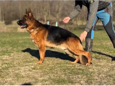 Top Quality German Shepherd puppies in Waterford