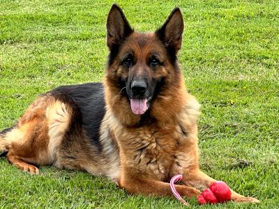 Top Quality German Shepherd puppies in Waterford