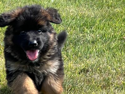 Top Quality German Shepherd puppies in Waterford