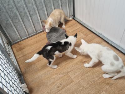 Three Husky puppies for sale in Wexford