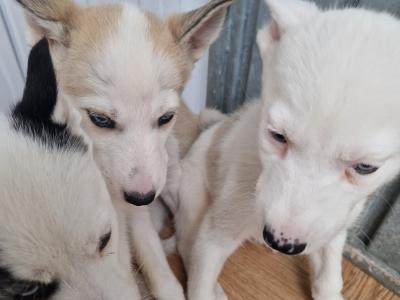 Three Husky puppies for sale in Wexford