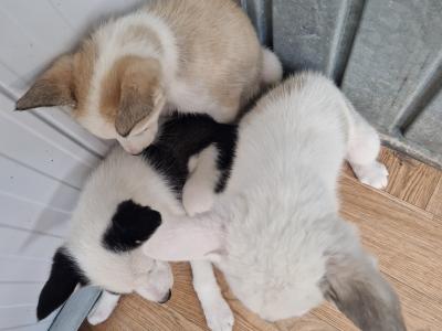 Three Husky puppies for sale in Wexford